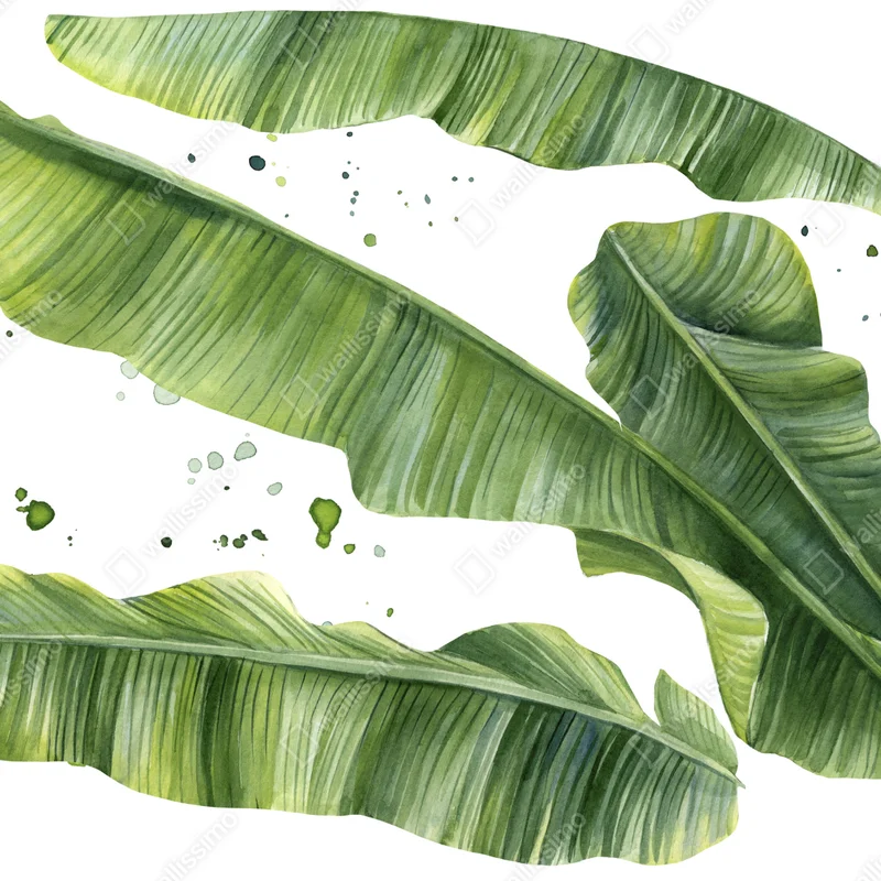 Poster tropische bananenblätter aquarell • Poster bei Wallnifity® Poster tropische bananenblätter aquarell • Poster bei Wallnifity®