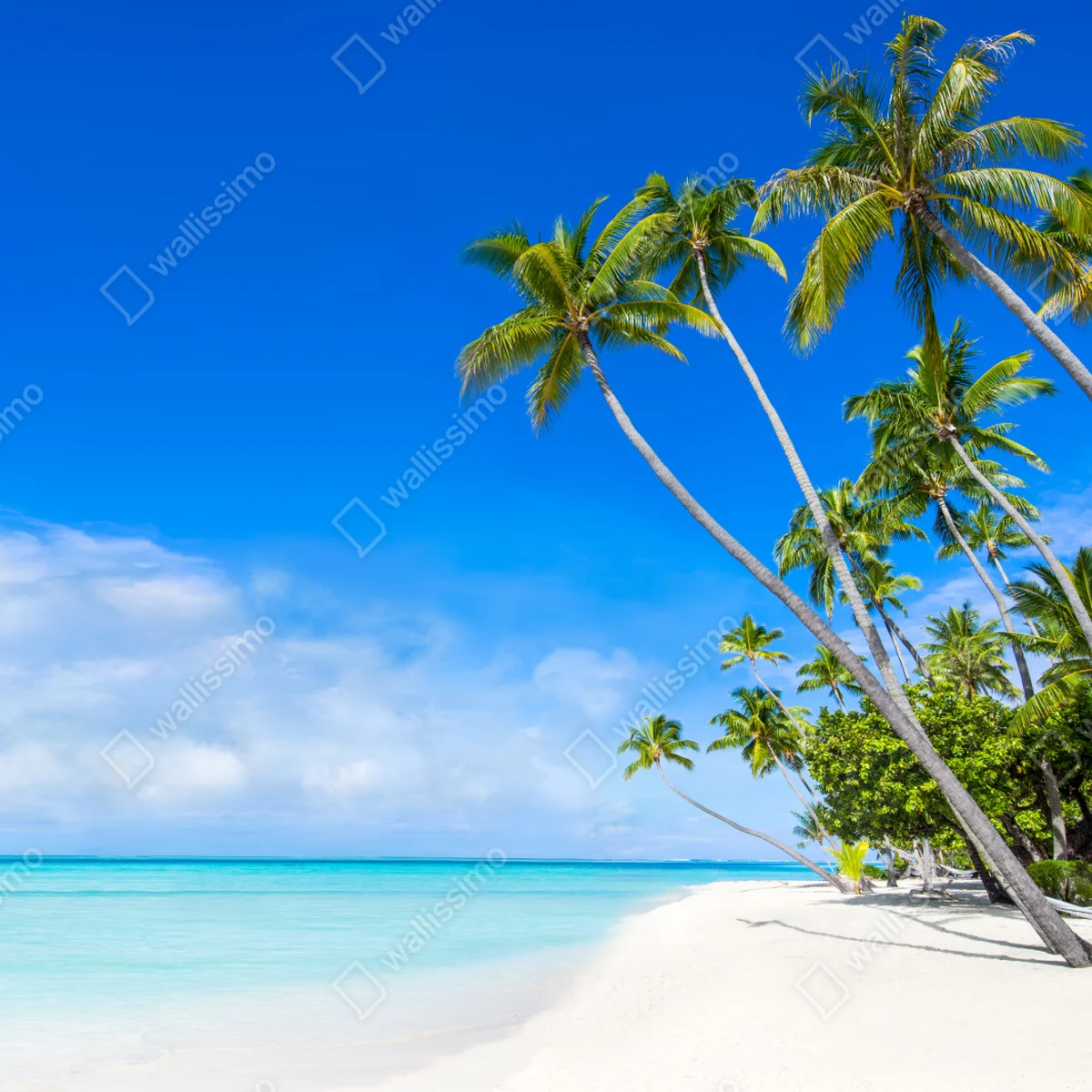 Fototapeta tropikalna plaża z palmami Fototapeta tropikalna plaża z palmami