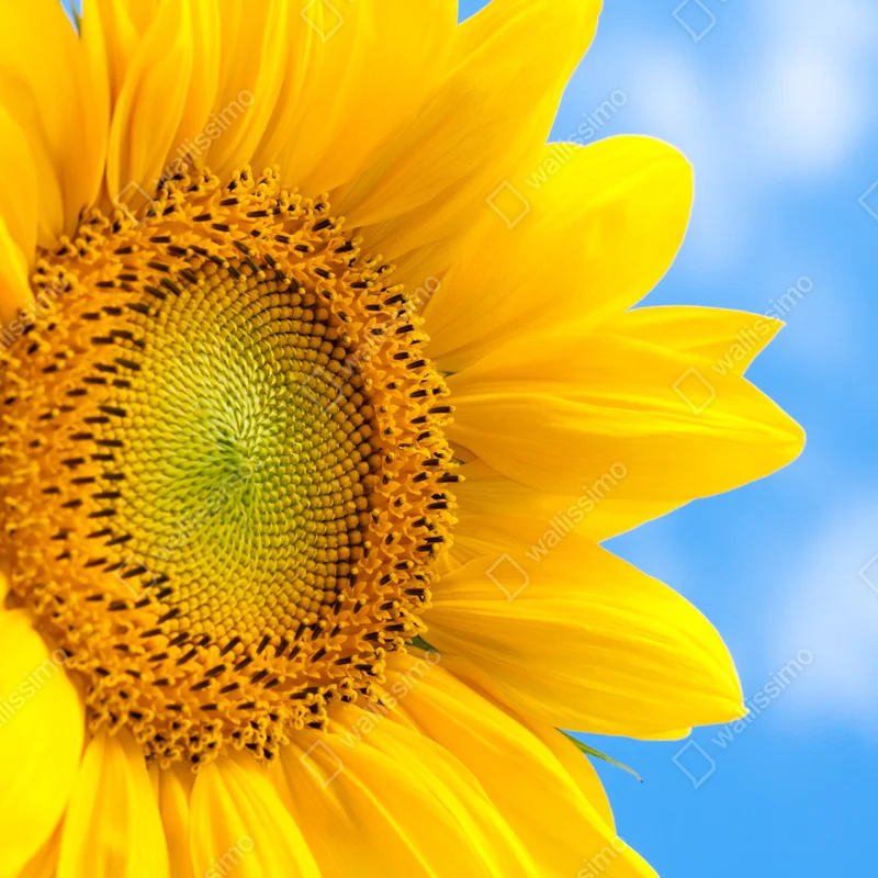 Türaufkleber leuchtende sonnenblume vor blauem himmel Türaufkleber leuchtende sonnenblume vor blauem himmel