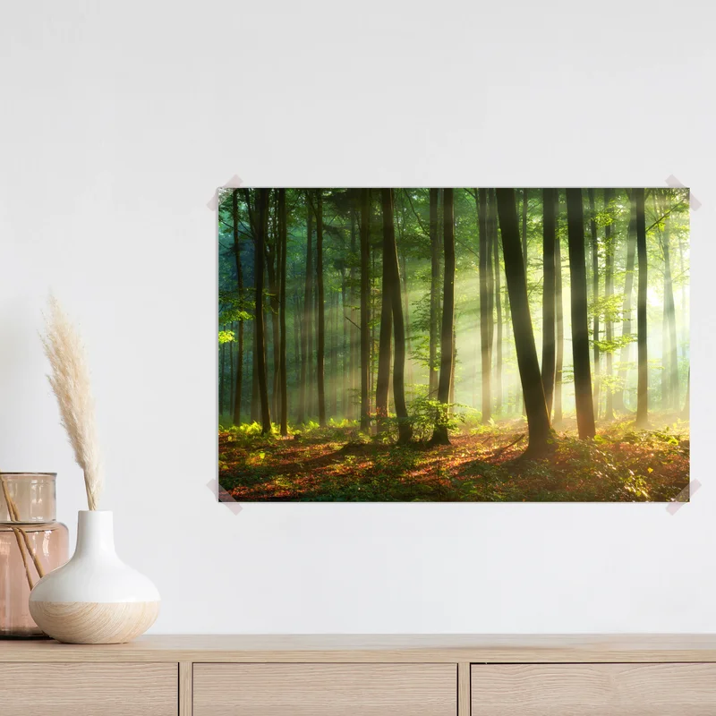 Poster sonnenbeschienener morgenwald Poster sonnenbeschienener morgenwald