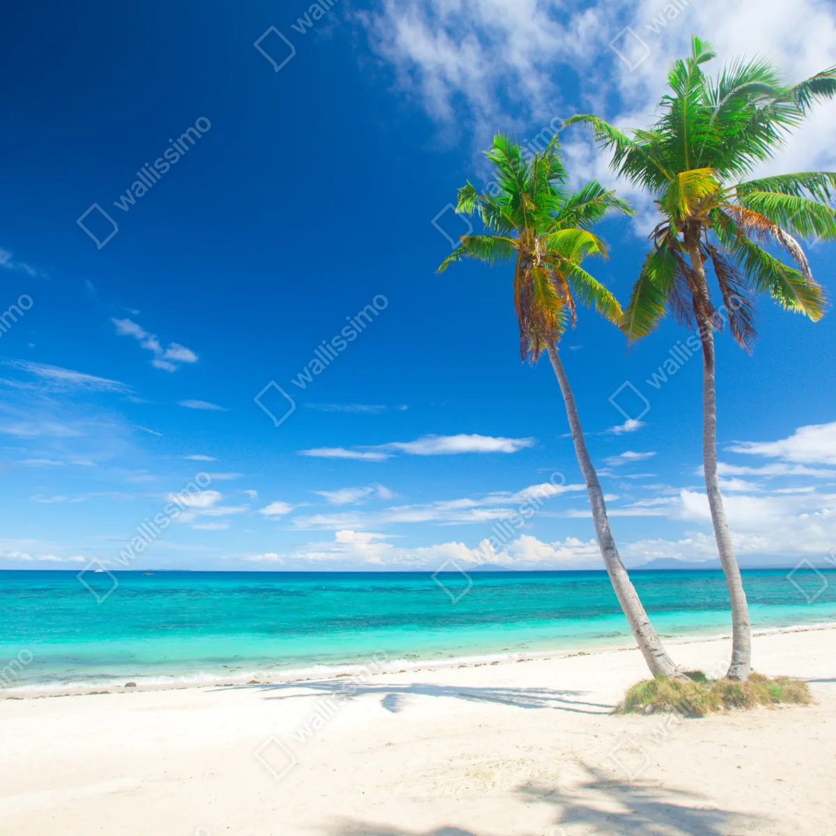 Fototapete tropische palmen an einem türkisfarbenen strand Fototapete tropische palmen an einem türkisfarbenen strand