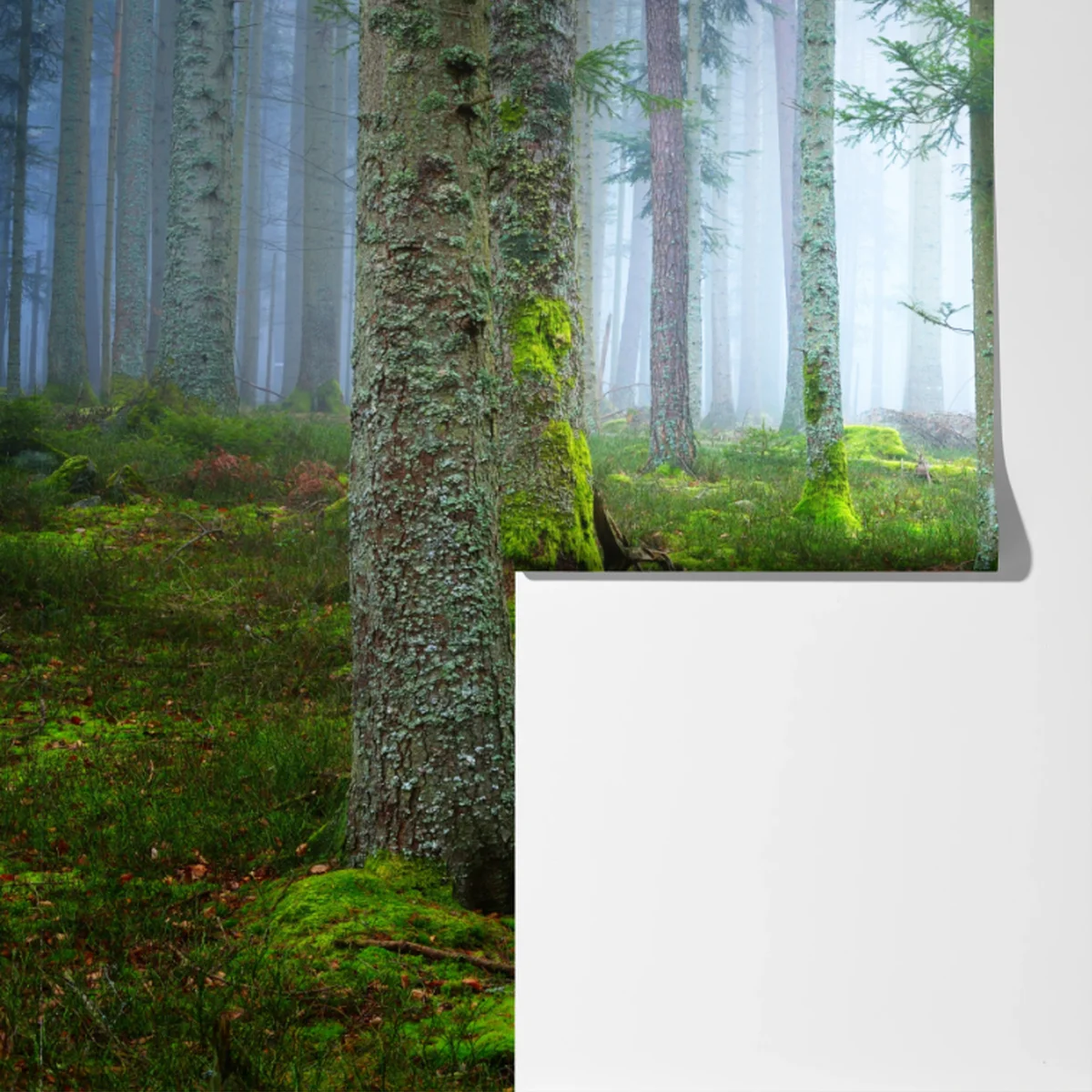 Fototapeta mglisty las sosnowy z Alzacji Fototapeta mglisty las sosnowy z Alzacji