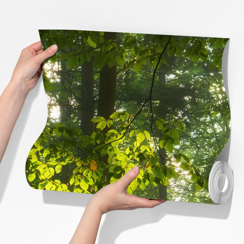 Fototapete sonniger morgenwald Fototapete sonniger morgenwald