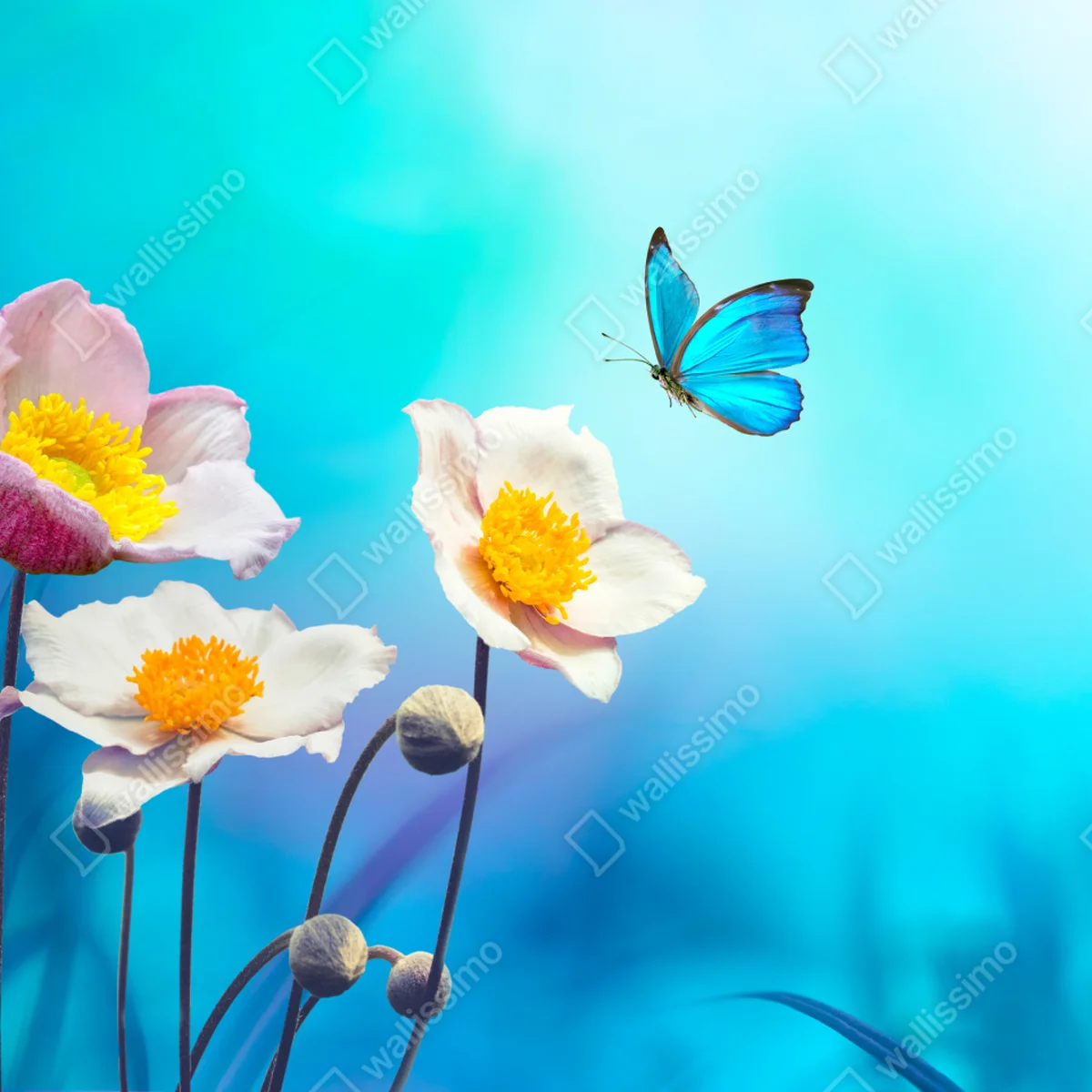 Laptop-Aufkleber zarte rosa anemonen und blauer schmetterling Laptop-Aufkleber zarte rosa anemonen und blauer schmetterling