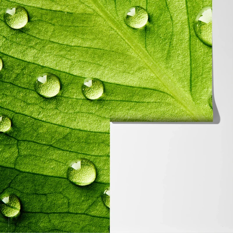 Fototapete frisches grünes blatt mit wassertropfen Fototapete frisches grünes blatt mit wassertropfen