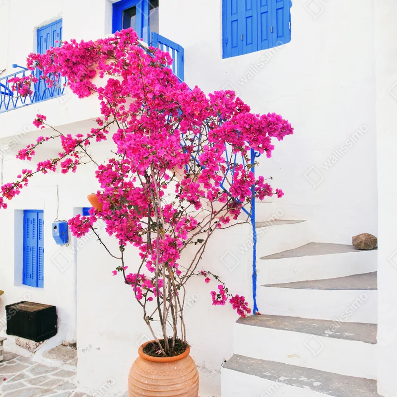Poster rosa bougainvillea vor weißem haus auf griechischer insel Poster rosa bougainvillea vor weißem haus auf griechischer insel