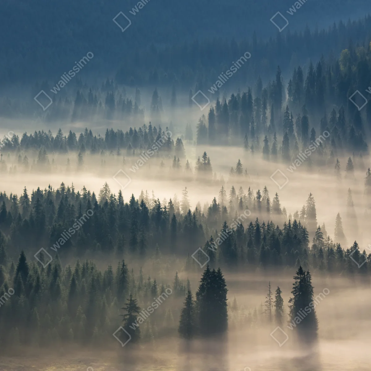 Fototapeta mglisty las iglasty o świcie Fototapeta mglisty las iglasty o świcie