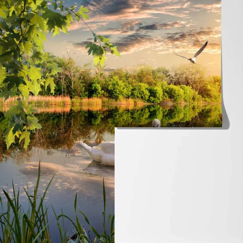 Fototapete sonnenuntergang mit schwan auf stillem see Fototapete sonnenuntergang mit schwan auf stillem see