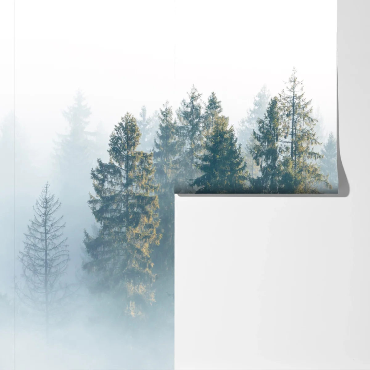 Fototapeta mglisty las świerków o poranku Fototapeta mglisty las świerków o poranku