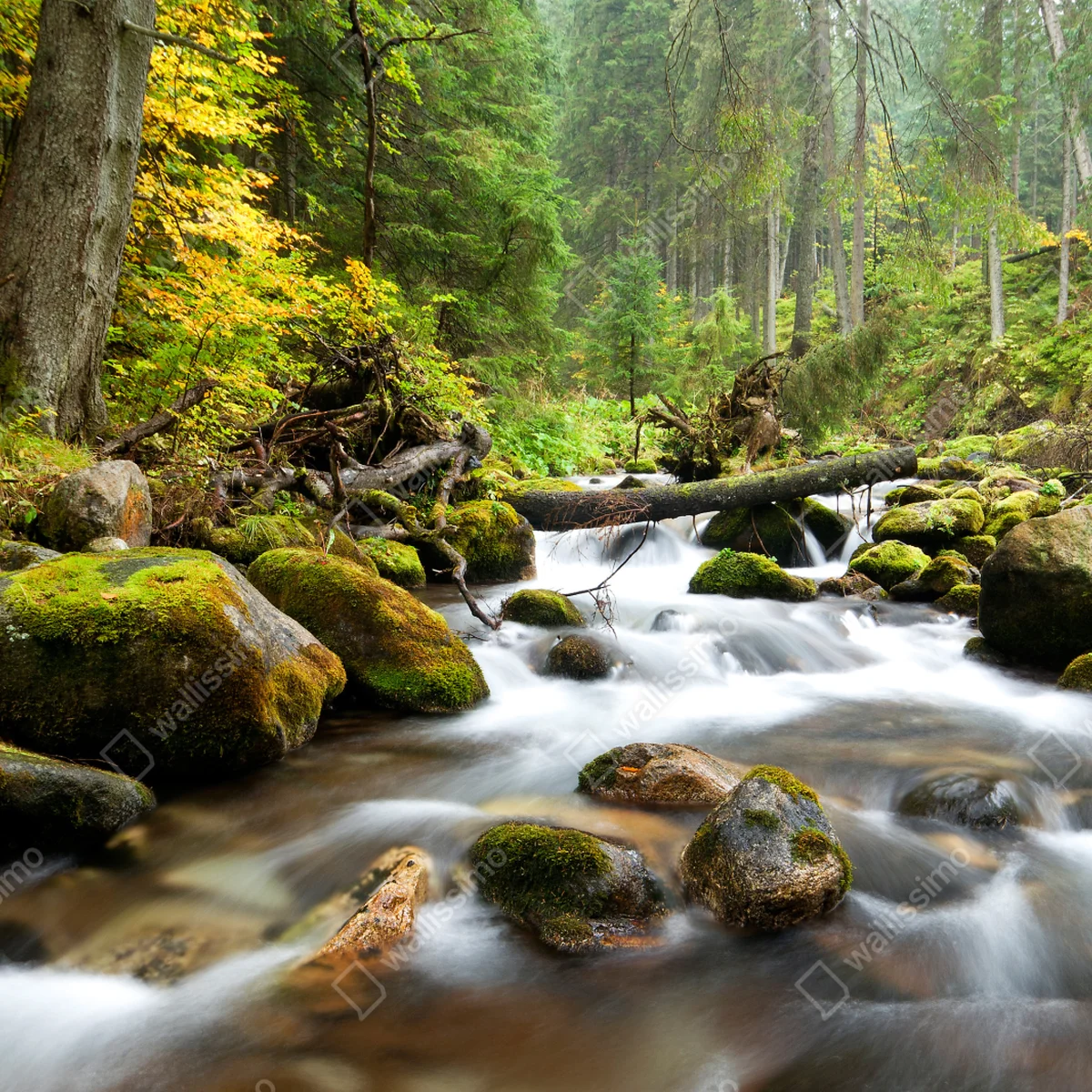 Türaufkleber moosbedeckter waldbach im herbst Türaufkleber moosbedeckter waldbach im herbst
