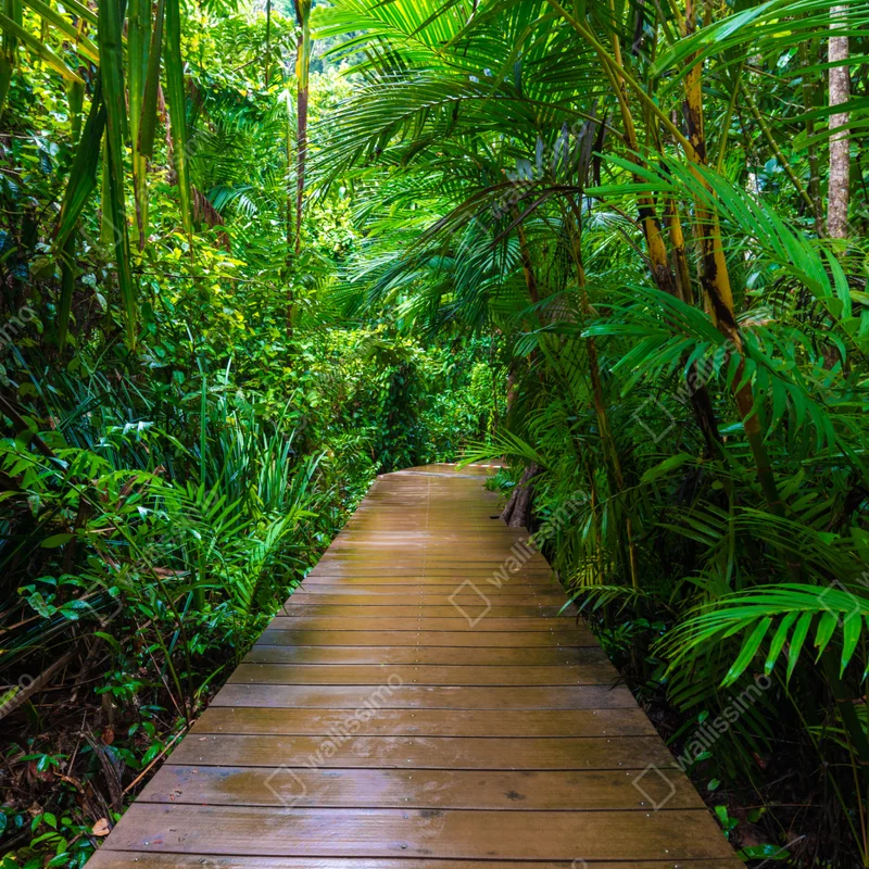 Fototapete mangrovensteg durch üppigen grünen dschungel Fototapete mangrovensteg durch üppigen grünen dschungel