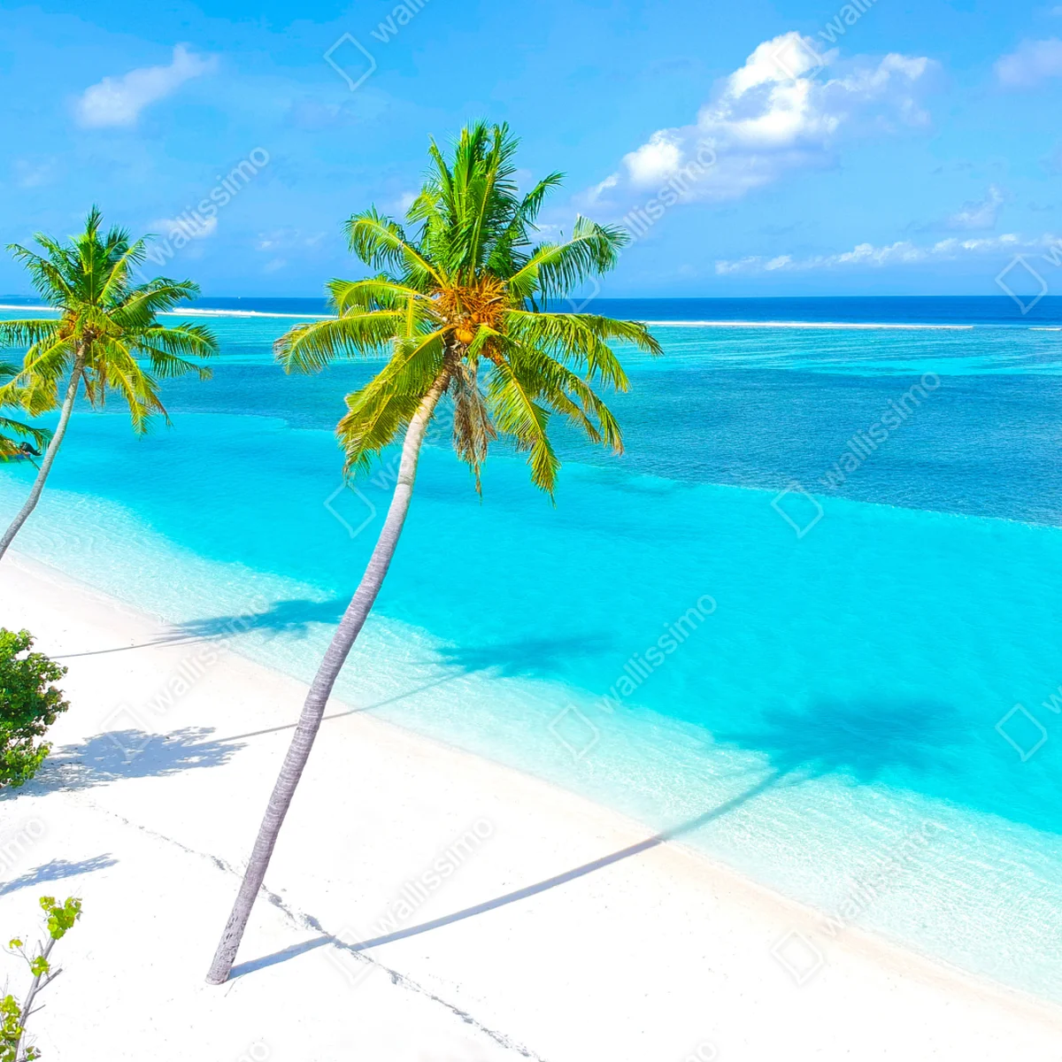 Fototapeta tropikalna turkusowa plaża z palmami Fototapeta tropikalna turkusowa plaża z palmami