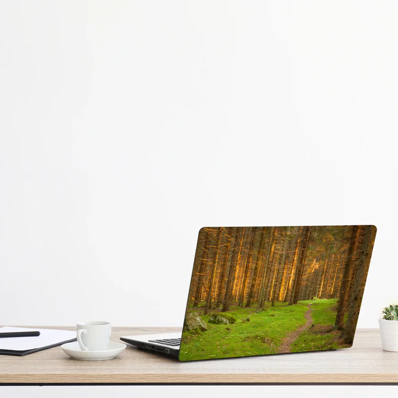 Naklejka na laptopa złote światło lesie sosnowym porośniętym mchem