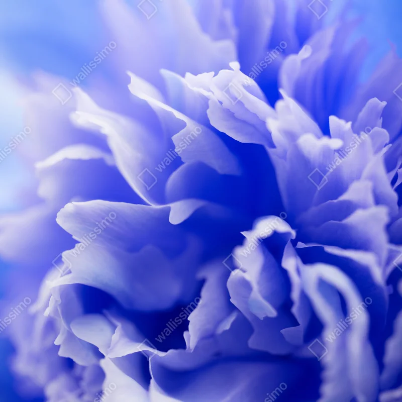 Poster sanfte blaue abstrakte blume nahaufnahme Poster sanfte blaue abstrakte blume nahaufnahme