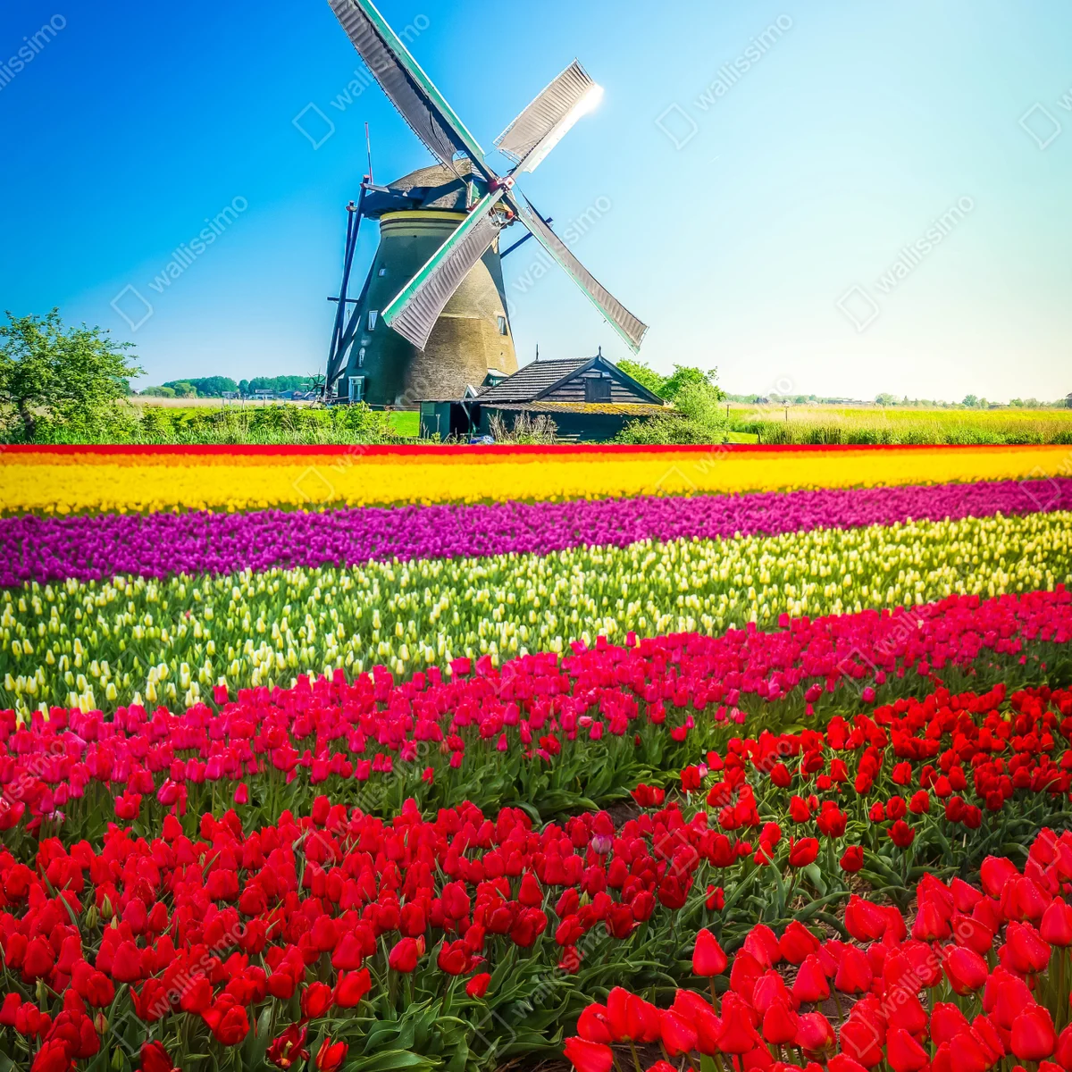 Poster bunte tulpenfelder mit traditioneller windmühle • Poster bei Wallnifity® Poster bunte tulpenfelder mit traditioneller windmühle • Poster bei Wallnifity®