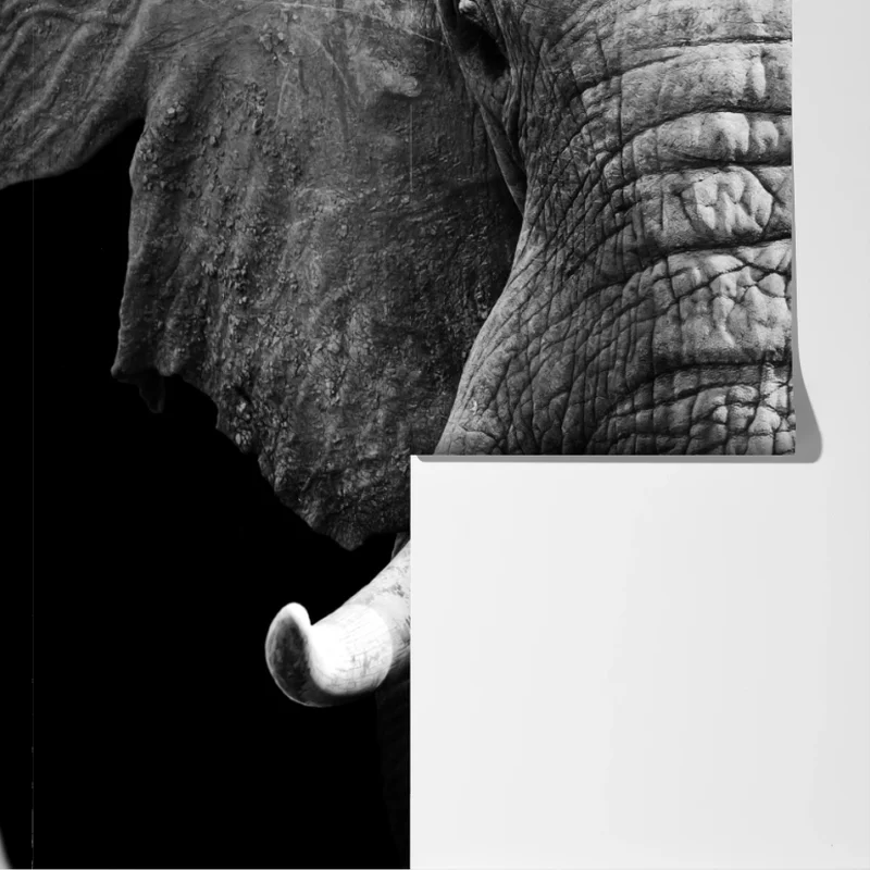 Fototapeta majestatyczne zbliżenie słonia Fototapeta majestatyczne zbliżenie słonia