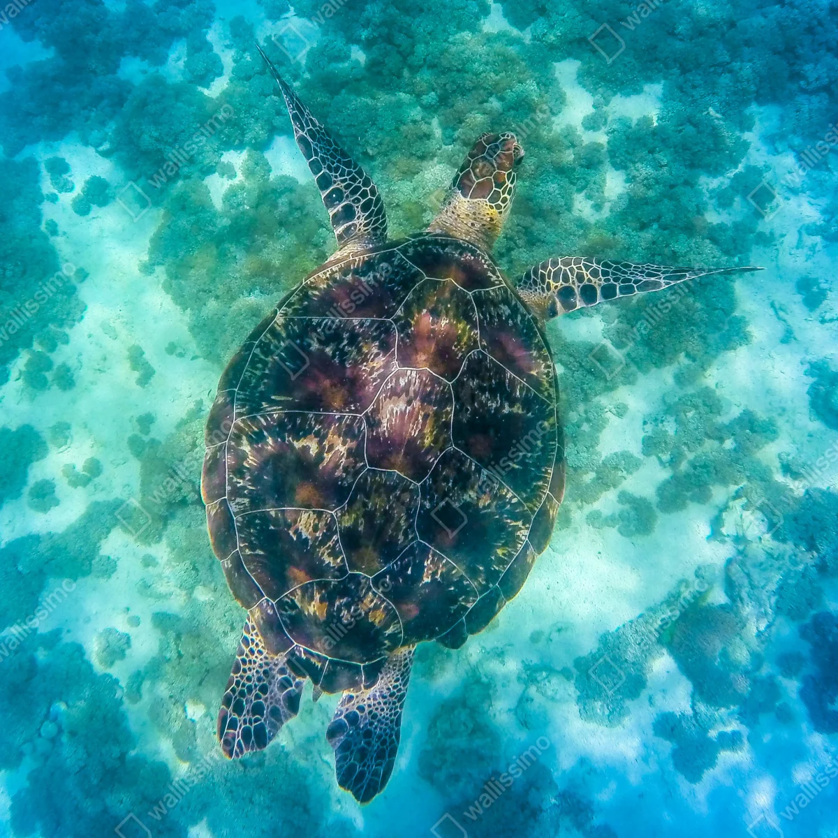 Poster majestätische meeresschildkröte über dem korallenriff • Poster bei Wallnifity® Poster majestätische meeresschildkröte über dem korallenriff • Poster bei Wallnifity®