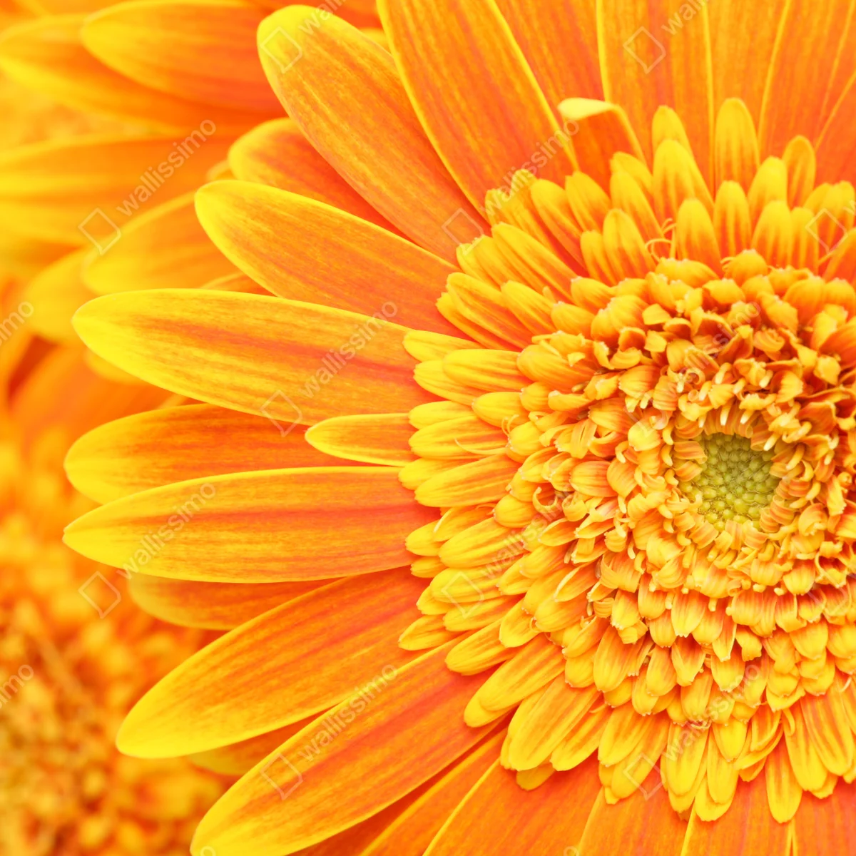 Naklejka na laptopa intensywna pomarańczowa gerbera z bliska Naklejka na laptopa intensywna pomarańczowa gerbera z bliska