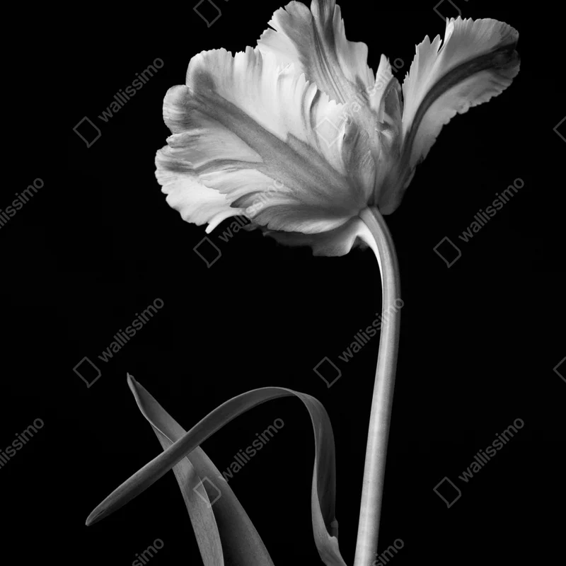 Poster elegante monochrome tulpe Poster elegante monochrome tulpe