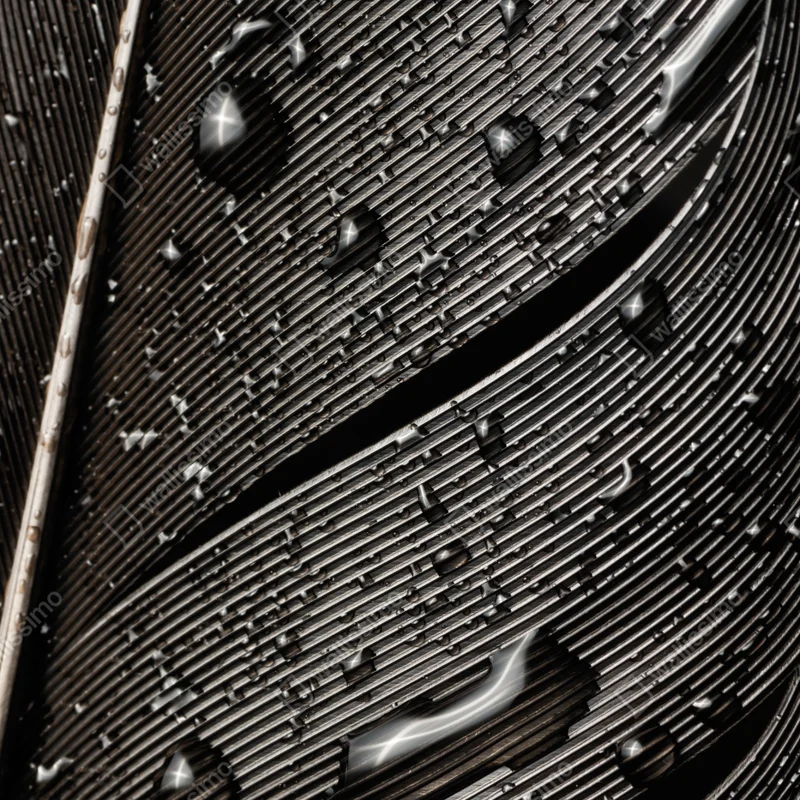 Poster monochrome feder mit wassertropfen Poster monochrome feder mit wassertropfen