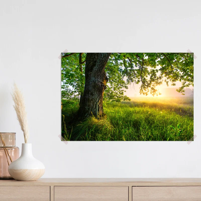 Poster morgendliche eiche auf sonnenbeschienener wiese Poster morgendliche eiche auf sonnenbeschienener wiese