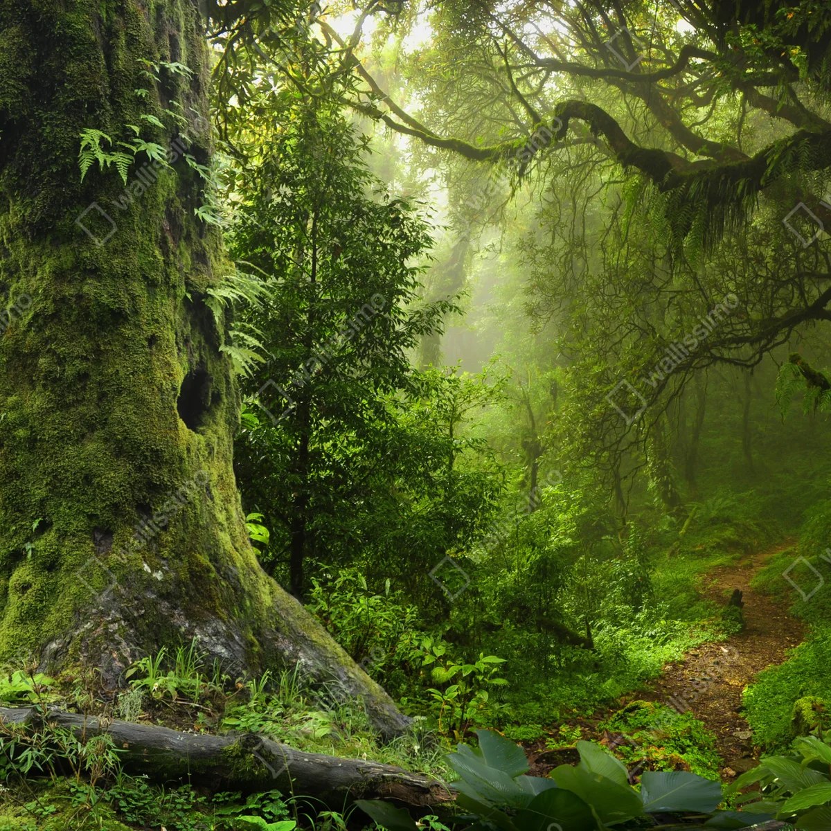 Leinwandbild moosiger alter waldpfad Leinwandbild moosiger alter waldpfad