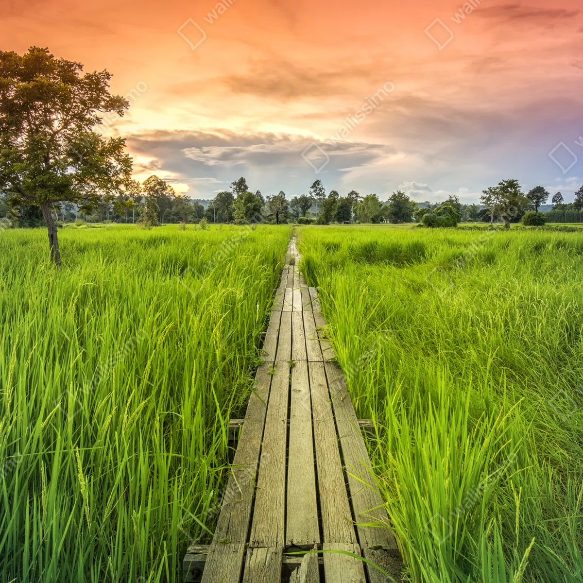 Fototapete sonnenuntergang über einer hölzernen brücke in Khonburi Fototapete sonnenuntergang über einer hölzernen brücke in Khonburi