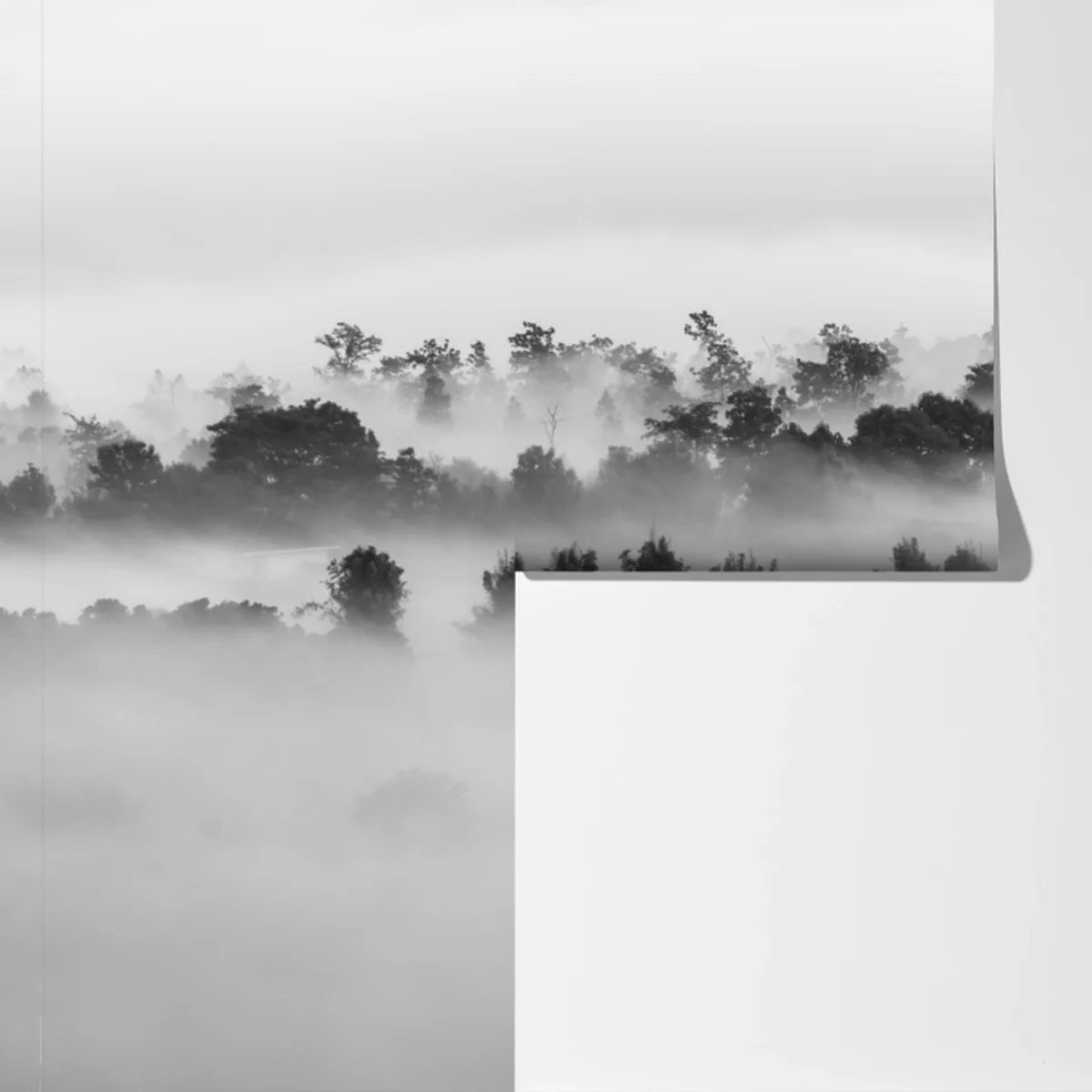 Fototapete nebliger wald in monochrom Fototapete nebliger wald in monochrom