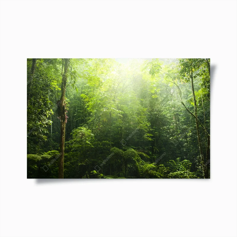 Poster Grüner Wald. • Poster bei Wallnifity® Poster Grüner Wald. • Poster bei Wallnifity®