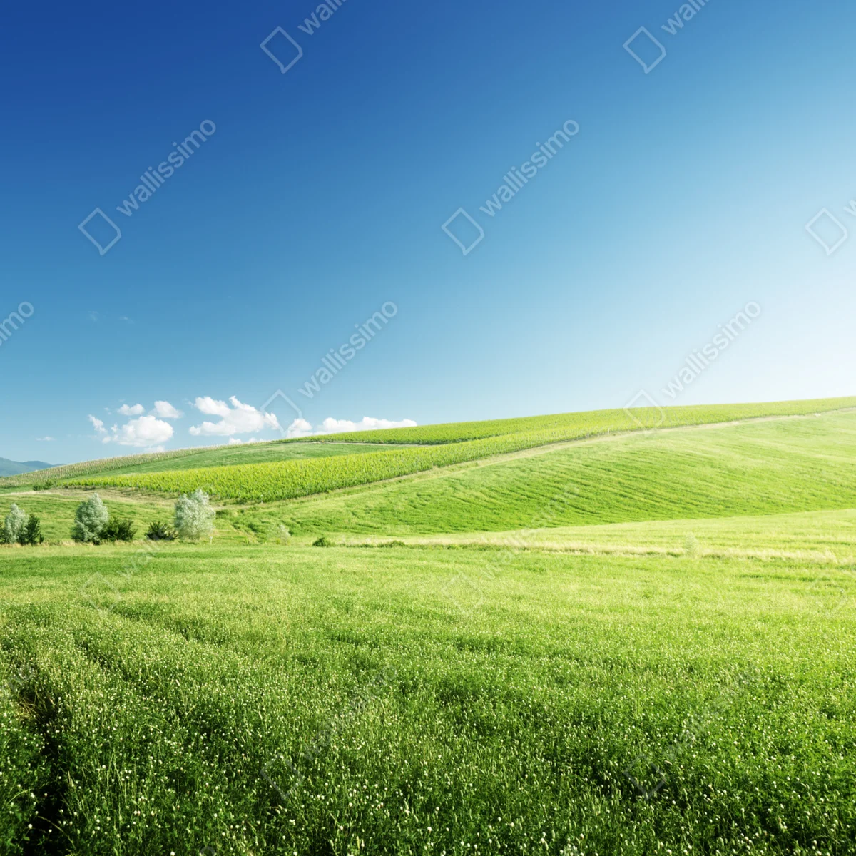 Leinwandbild ruhige grüne wiesenlandschaft Leinwandbild ruhige grüne wiesenlandschaft