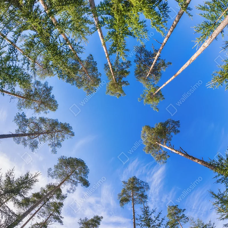 Poster Hohe Kiefernkronen vor blauem Himmel und weißen Wolken • Poster bei Wallnifity® Poster Hohe Kiefernkronen vor blauem Himmel und weißen Wolken • Poster bei Wallnifity®