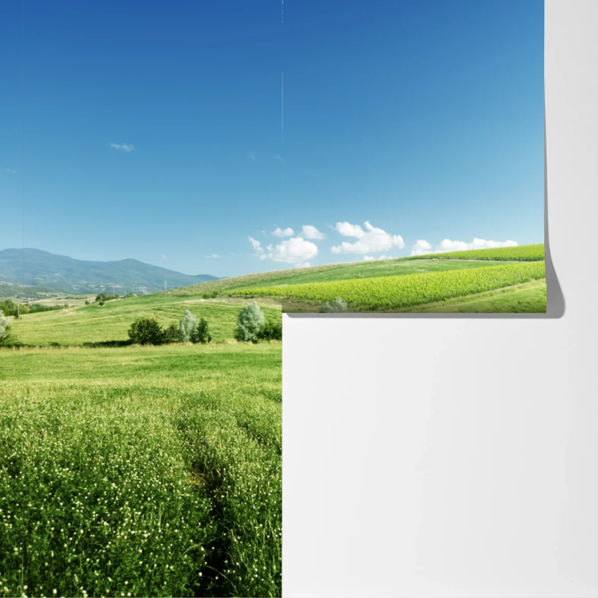 Fototapeta spokojna zielona łąka Fototapeta spokojna zielona łąka