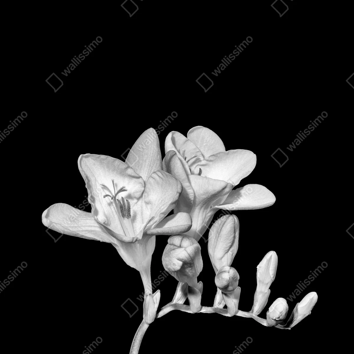 Poster zarte freesie in monochrom Poster zarte freesie in monochrom