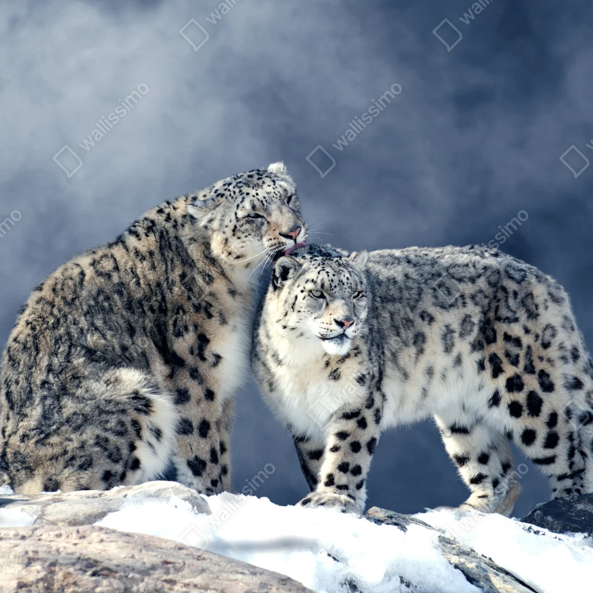 Fototapete majestätische schneeleoparden im winter Fototapete majestätische schneeleoparden im winter