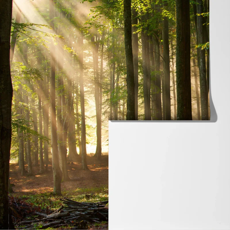 Fototapeta poranne światło w lesie bukowym Fototapeta poranne światło w lesie bukowym