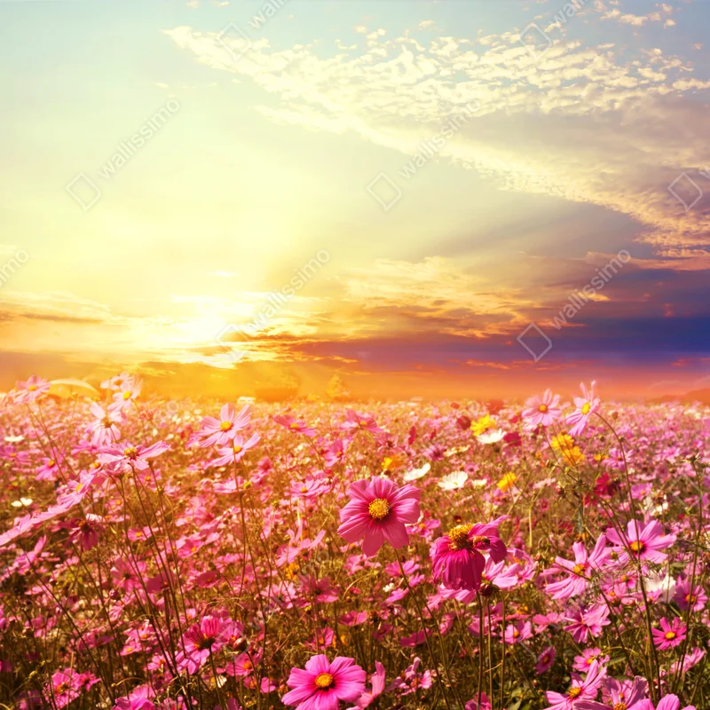 Poster sonnenuntergang über rosa kosmosfeld • Poster bei Wallnifity® Poster sonnenuntergang über rosa kosmosfeld • Poster bei Wallnifity®