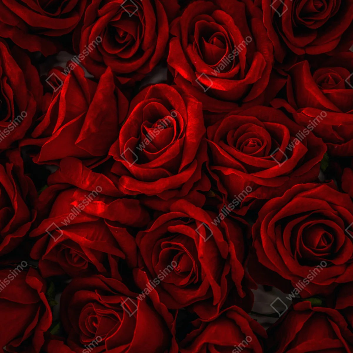 Fensteraufkleber intensive rote rosen nahaufnahme Fensteraufkleber intensive rote rosen nahaufnahme