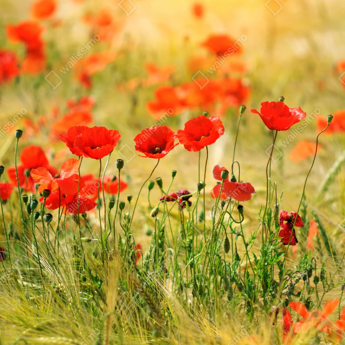 Leinwandbild rote mohnwiese im sonnenlicht Leinwandbild rote mohnwiese im sonnenlicht