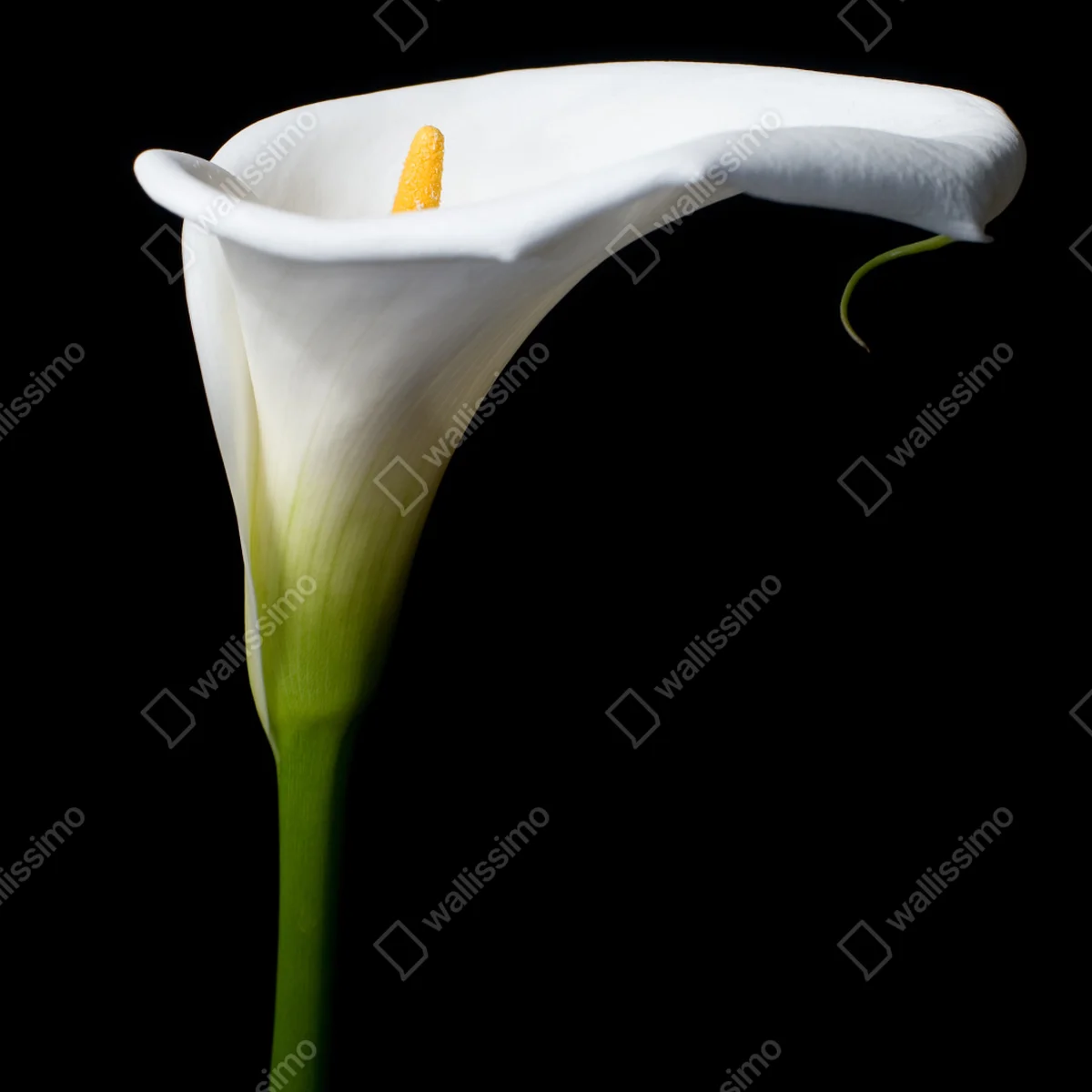 Repositionierbarer Aufkleber elegante weiße calla auf schwarzem hintergrund Repositionierbarer Aufkleber elegante weiße calla auf schwarzem hintergrund