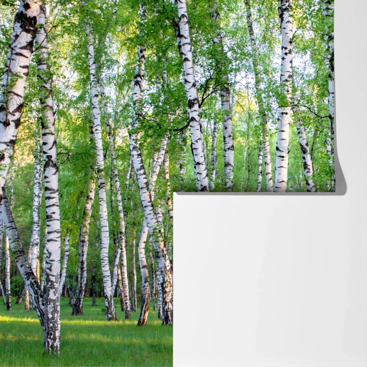 Fototapete ruhiger birkenhain im sommer Fototapete ruhiger birkenhain im sommer