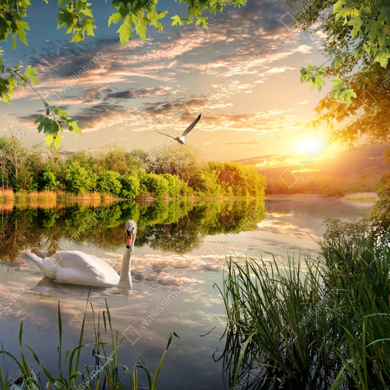 Repositionierbarer Aufkleber sonnenuntergang mit schwan auf stillem see Repositionierbarer Aufkleber sonnenuntergang mit schwan auf stillem see