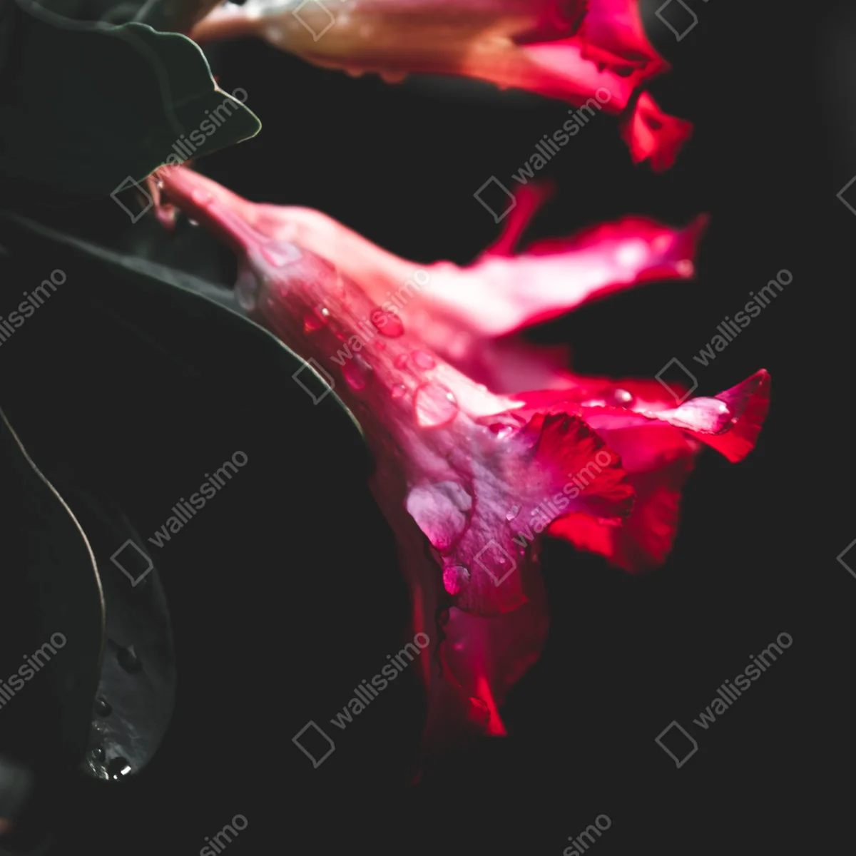 Repositionierbarer Aufkleber rosa trompetenblume mit tau Repositionierbarer Aufkleber rosa trompetenblume mit tau