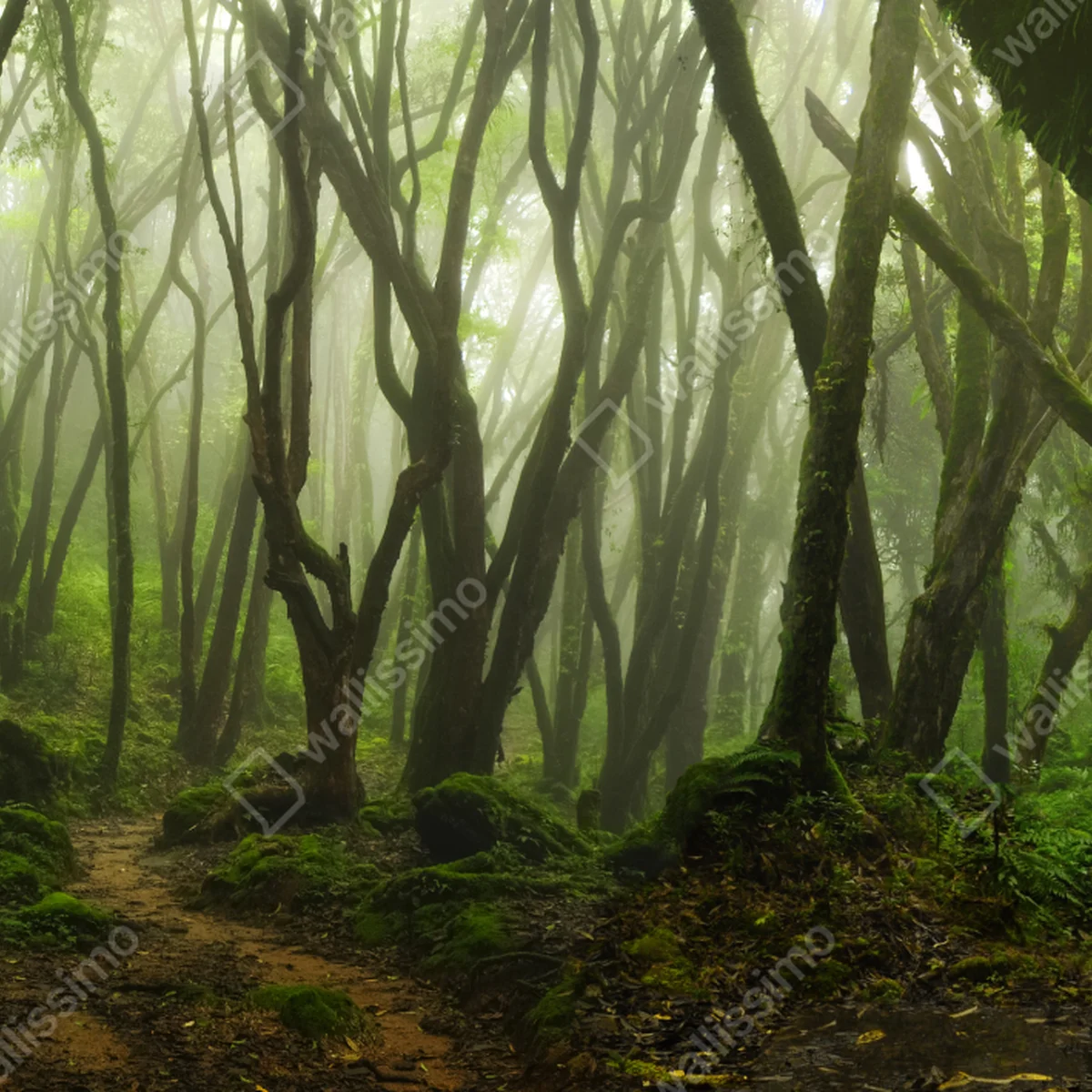 Repositionierbarer Aufkleber nebliger grüner waldpfad Repositionierbarer Aufkleber nebliger grüner waldpfad