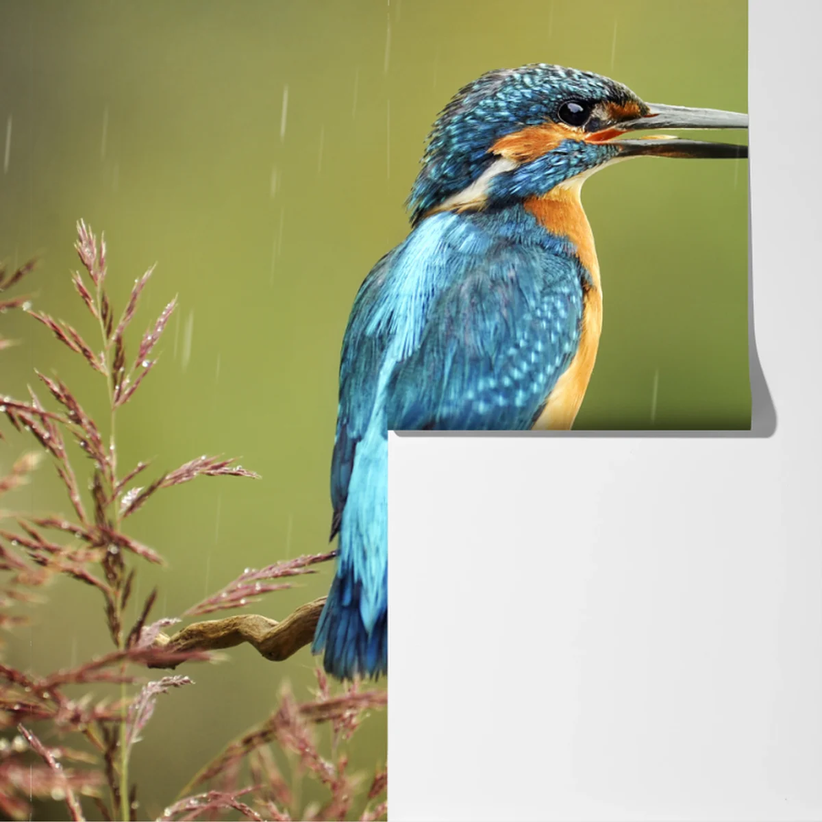 Fototapete lebhafter eisvogel im regen Fototapete lebhafter eisvogel im regen