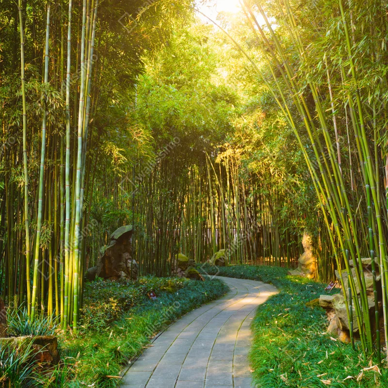 Poster ruhiger bambuswald mit pfad Poster ruhiger bambuswald mit pfad