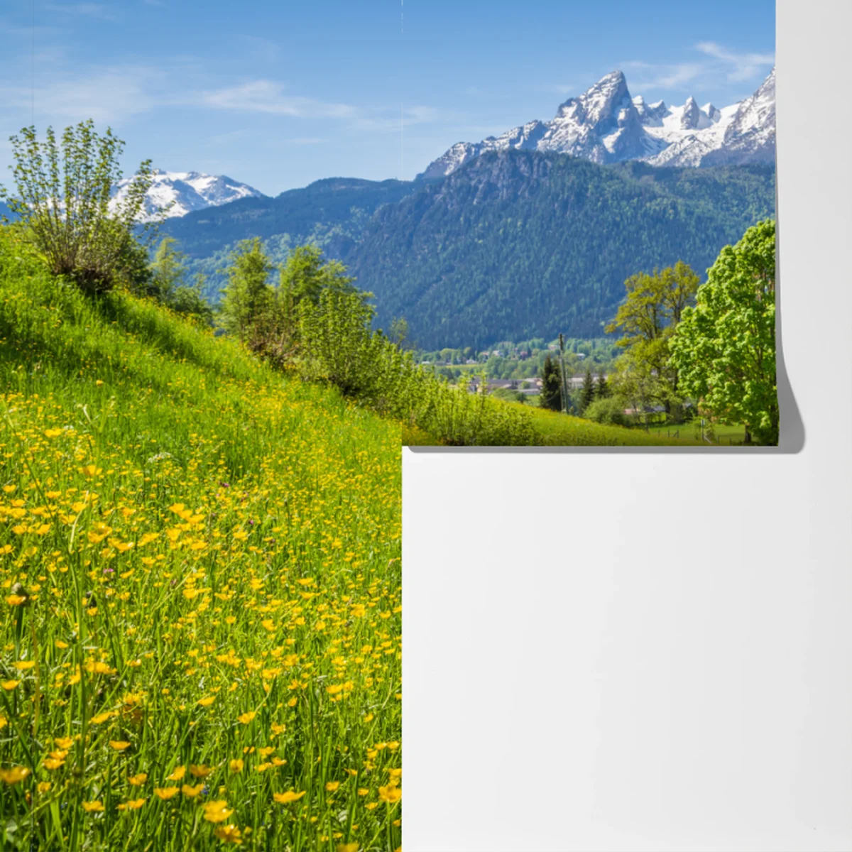 Fototapete alpine frühlingswiese mit schneebedeckten gipfeln Fototapete alpine frühlingswiese mit schneebedeckten gipfeln