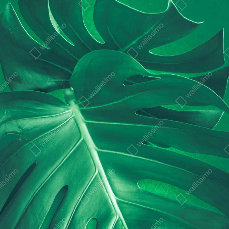 Fensteraufkleber prächtiges monstera-blatt nahaufnahme Fensteraufkleber prächtiges monstera-blatt nahaufnahme