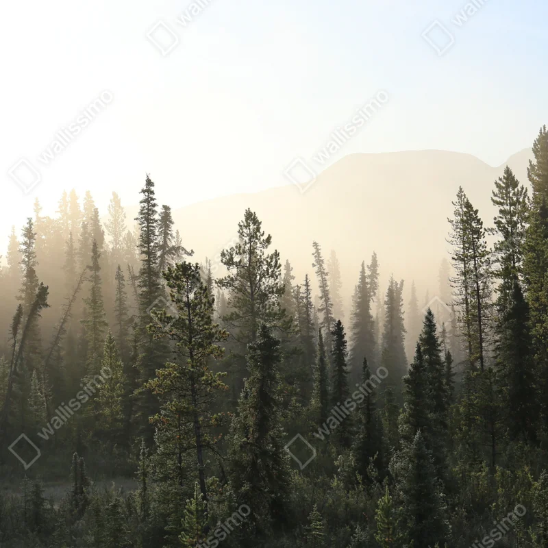 Fototapete nebliger kiefernwald bei sonnenaufgang Fototapete nebliger kiefernwald bei sonnenaufgang