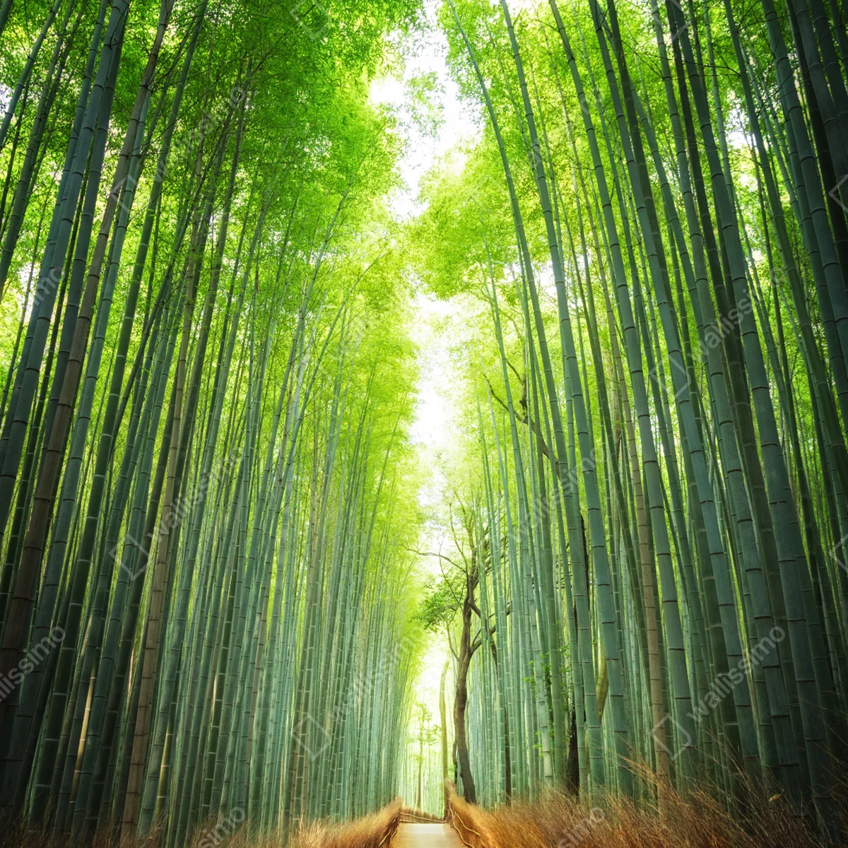 Leinwandbild weg durch den bambushain von Arashiyama Leinwandbild weg durch den bambushain von Arashiyama