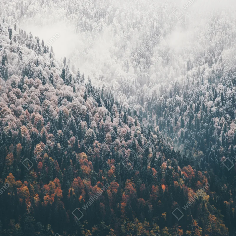 Türaufkleber nebliger herbstwald am schneebedeckten berg Türaufkleber nebliger herbstwald am schneebedeckten berg